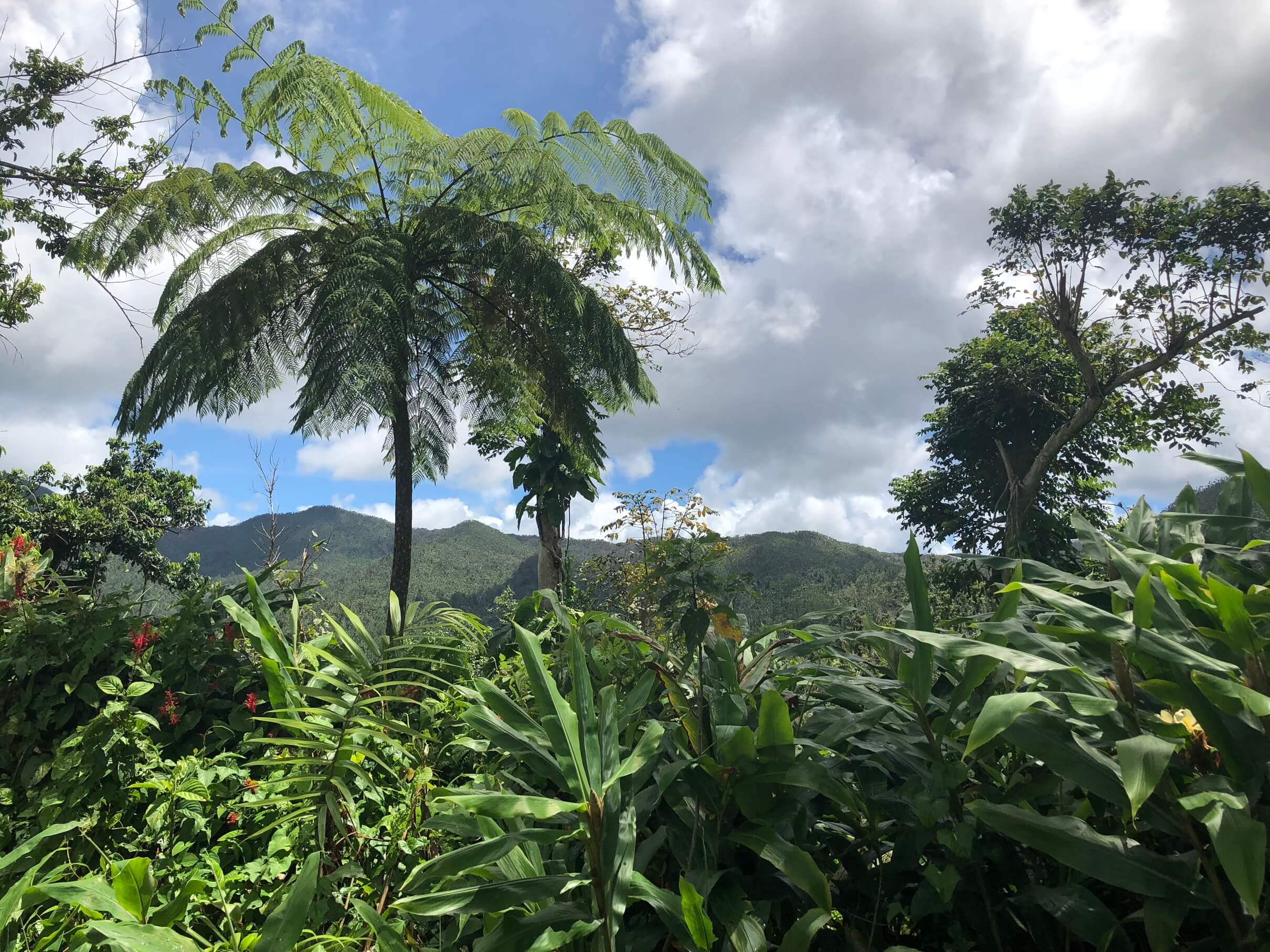 El Yunque National Park